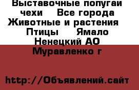 Выставочные попугаи чехи  - Все города Животные и растения » Птицы   . Ямало-Ненецкий АО,Муравленко г.